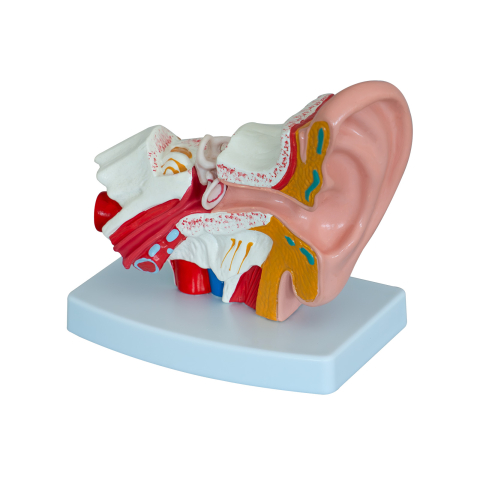 Model anatomic ureche 1,5:1 – ureche externă, medie și internă [0]
