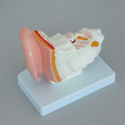 Model anatomic ureche 1,5:1 – ureche externă, medie și internă [2]