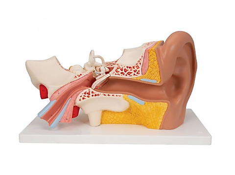MULAJE ANATOMIE - Ureche scara 3:1, 5 părți