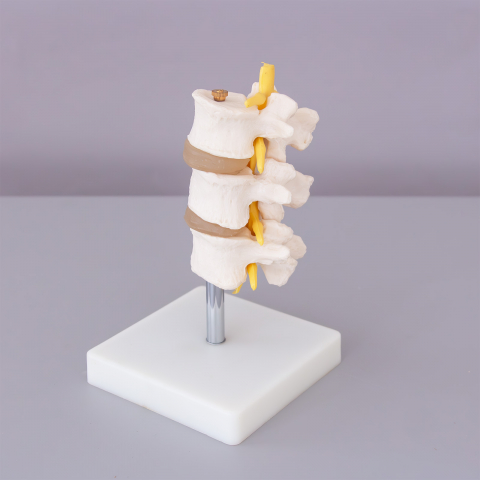 Vertebra lombara [1]