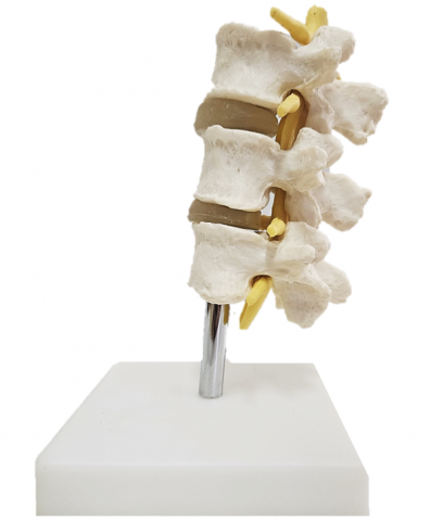 Vertebra lombara [4]