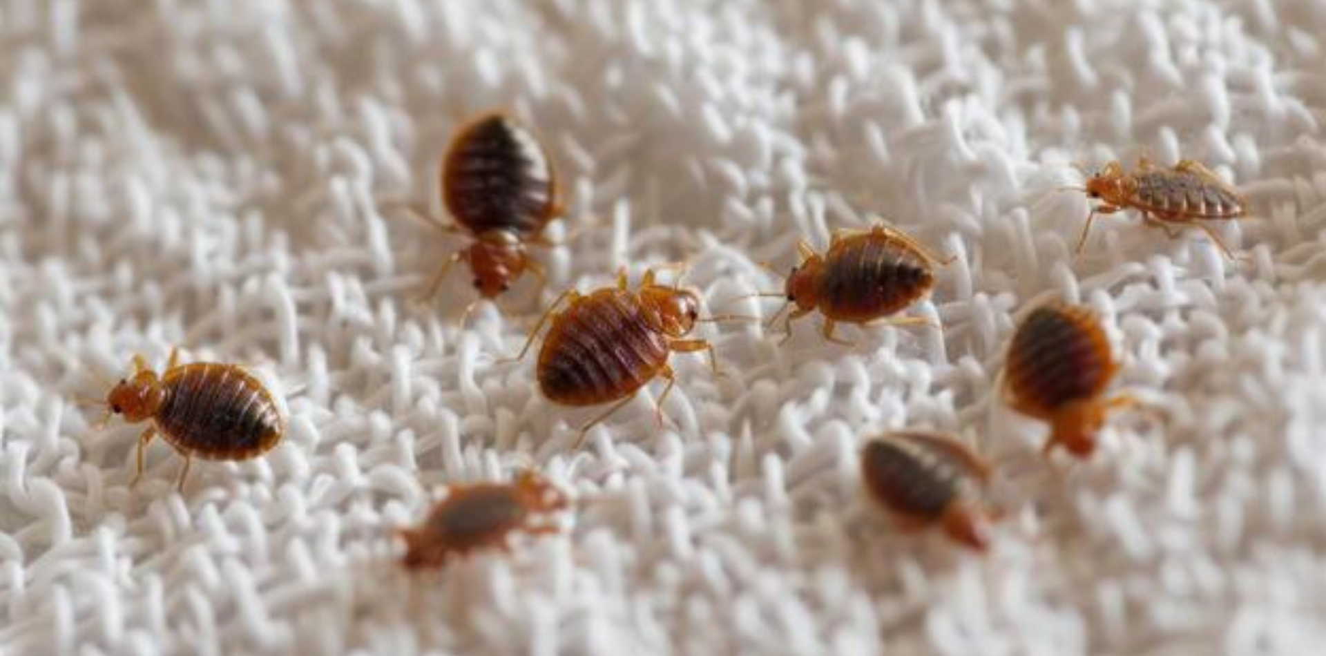 Ploșnițele, o problemă reală. Cum previi și cum combați invazia?