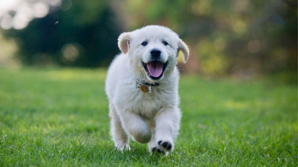 Biscuiti Oase Pentru Caini Junior, Mera Bakery, 1 kg [2]