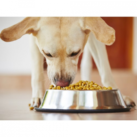 Hrana Uscata Pentru Caini, Thank Q, Aroma de Pui, 10 kg - ThanQ [1]