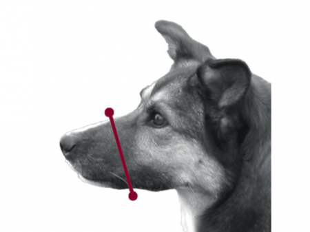 Botnita Nylon, XXS: 12 cm/(12-28 cm) [2]