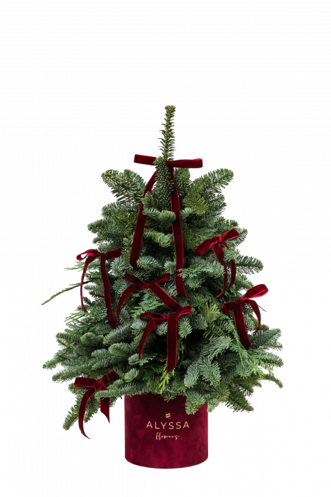 Bradut cu Fundite [2]