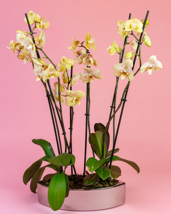 Aranjament cu Orhidee Phalaenopsis Crem [2]
