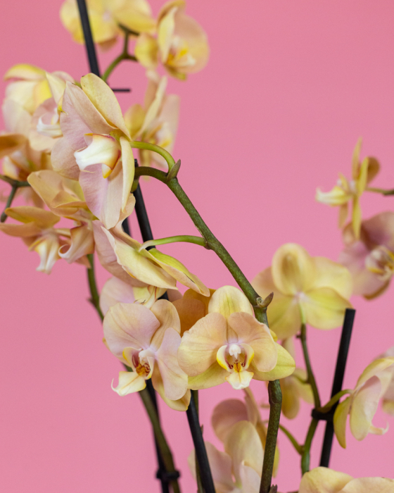 Aranjament cu Orhidee Phalaenopsis Crem [3]
