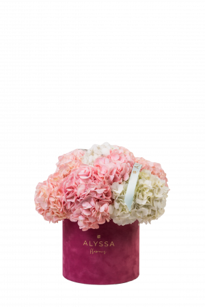 Cutie cu Mix Hortensii [2]