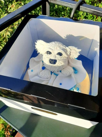 CUTII DE TORT SMART-CAKE BOX - CB6F- NEGRU