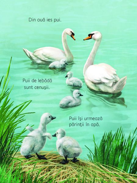 Anotimpurile (Usborne) [5]