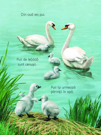 Anotimpurile (Usborne) [4]