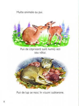 Anotimpurile (Usborne) [1]