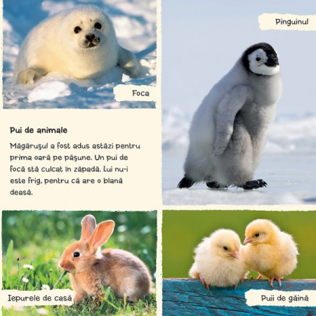 Cele mai indragite animale [1]