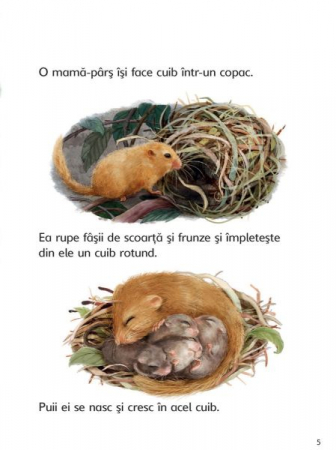 Cine traieste in padure? (Usborne) [4]