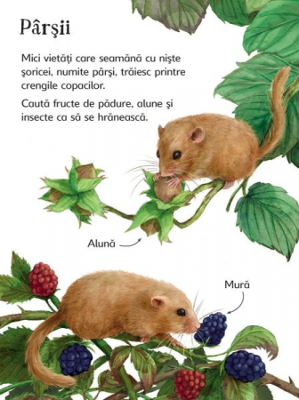Cine traieste in padure? (Usborne) [3]