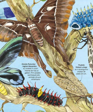 Marea carte a fluturilor si a altor insecte (Usborne) [3]
