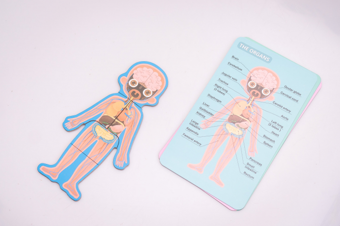 Puzzle educativ. Anatomia corpului omenesc. Baietel [3]