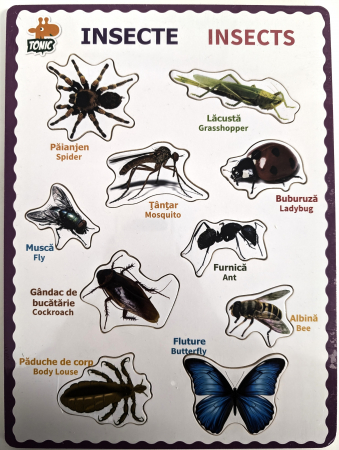Materiale didactice - Incastru 2D insecte in limba romana