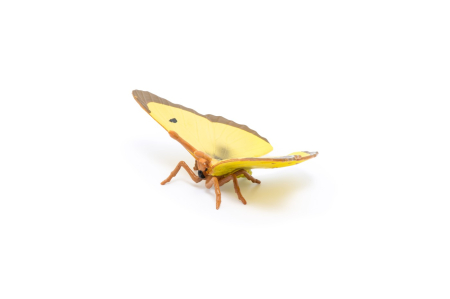 PAPO FIGURINA FLUTURE GALBEN [6]