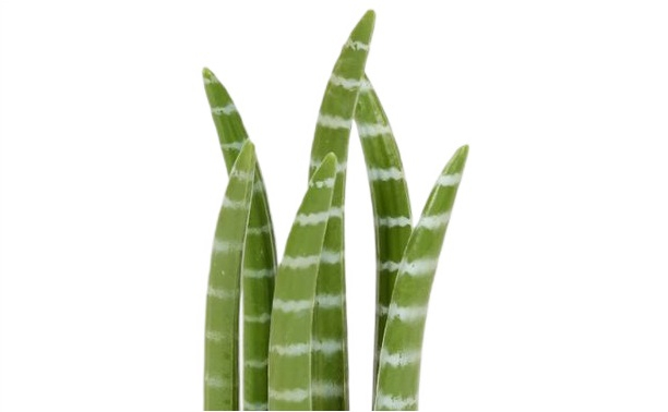 Plantă Artificială Sansevieria 20 cm – Plantă Decorativă Mică pentru Birou sau Casă [2]