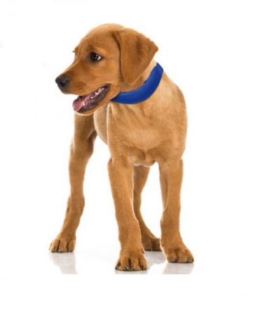 Zgarda pentru caini cu funcție de racire [2]