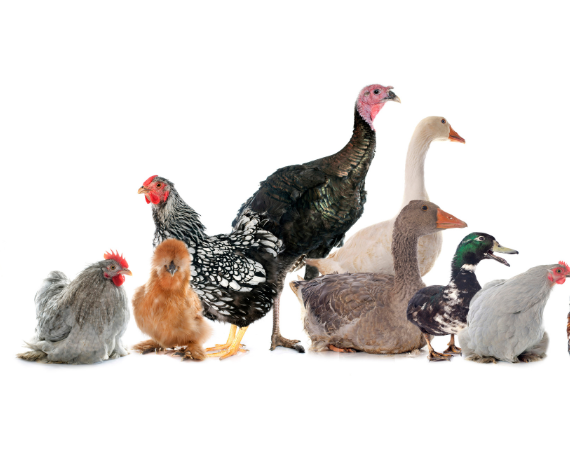 Ghidul complet pentru selectarea corectă a nutriției animalelor domestice