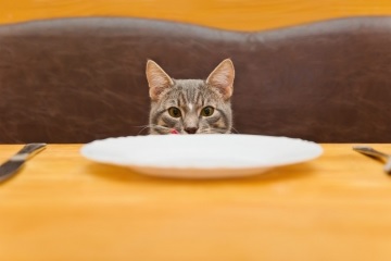 Glutenul în alimentația pisicilor. Îl excludem?
