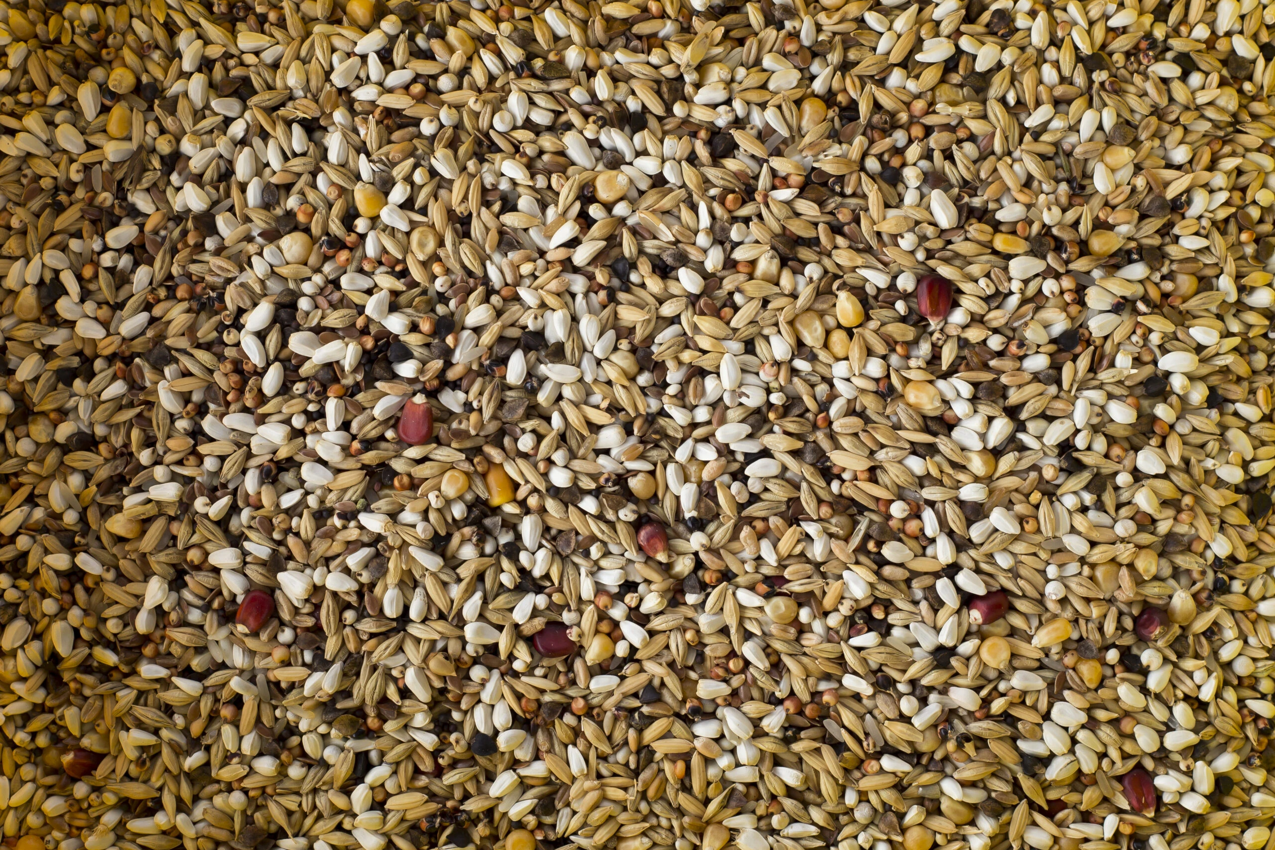 Hrana Porumbei, Farma Depurative, 20kg [2]