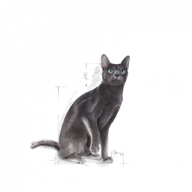 Hrana Pisici Sterilizate, Uscata, Sterilised, Royal Canin, 2kg [3]