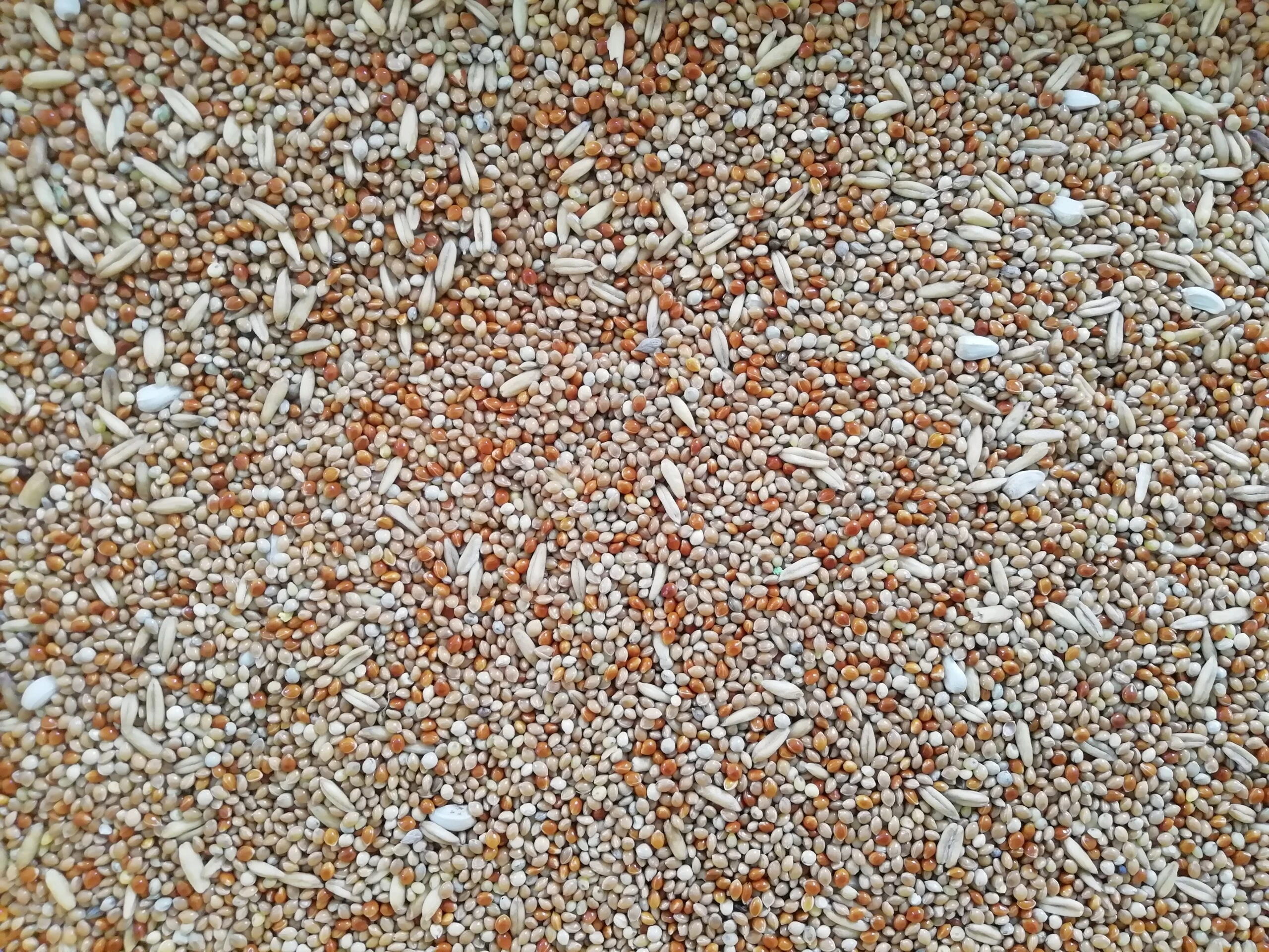 Hrana Perusi, Farma Xtra Vital Budgie, 20 kg [1]