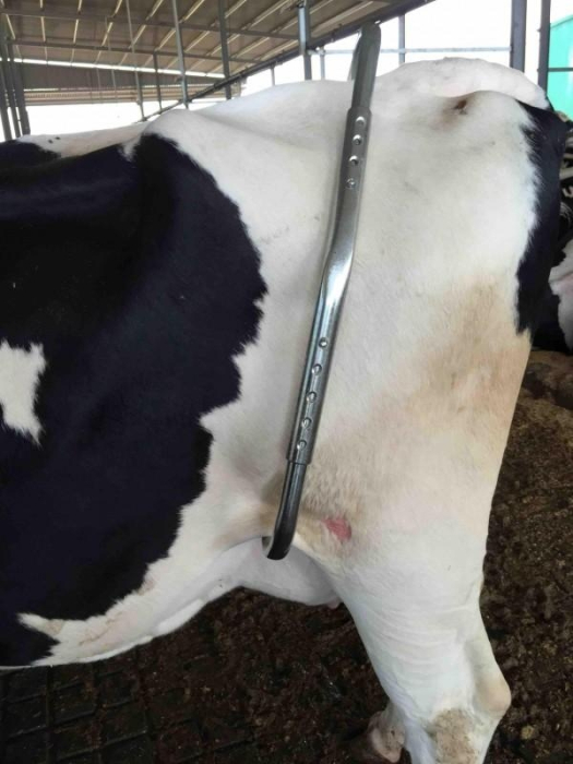 Bară imobilizare bovine [2]