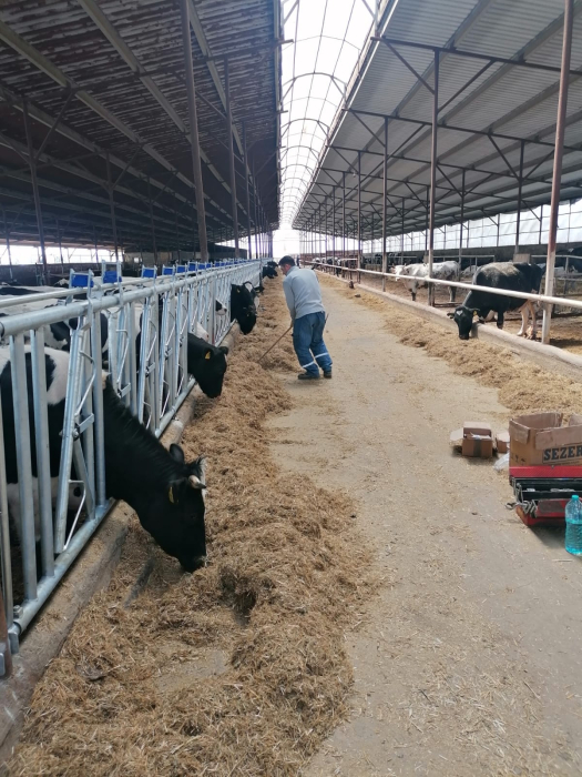 Front furajare autoblocant pentru bovine [3]