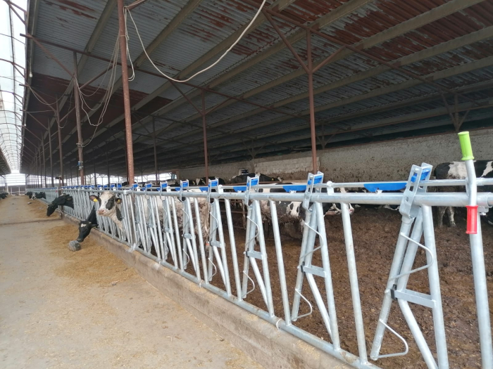 Front furajare autoblocant pentru bovine [2]