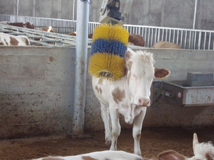 Perie scărpinare automată pentru bovine [3]