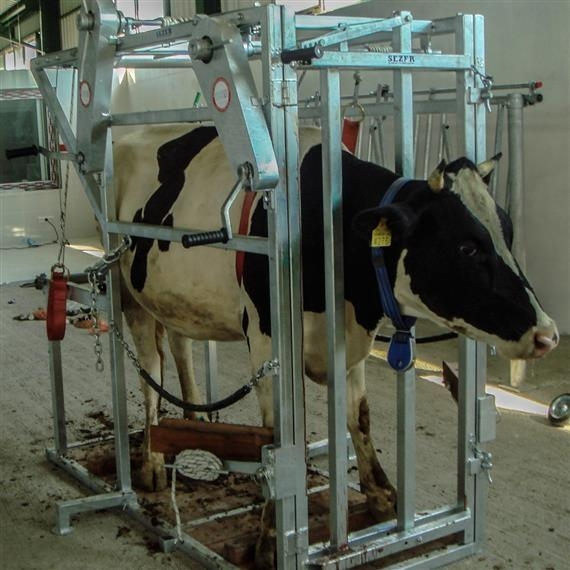 Stand contenție bovine HBA-1 [2]