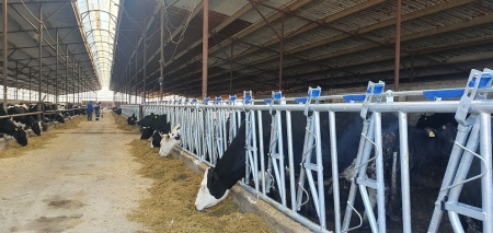 Echipare grajd - Front furajare autoblocant pentru bovine