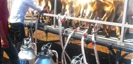 Instalatii de muls oi/capre - Instalație de muls la bidon