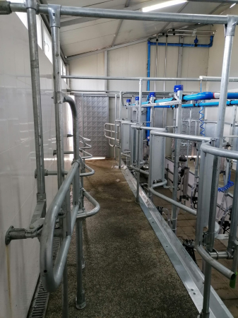 Sala de muls vaci tip "Brăduleț", cu Pulsatoare Electronice [2]