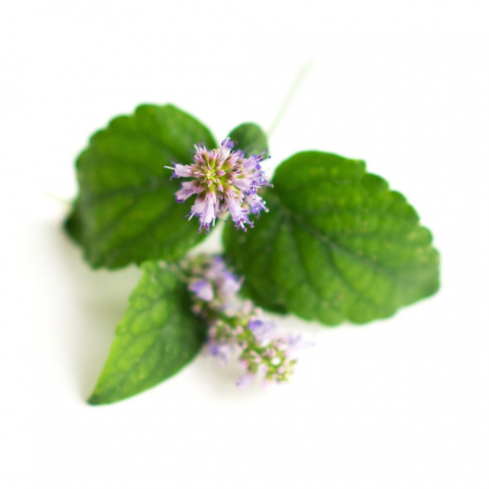 Ulei Esential Paciuli, Patchouli 15ml [3]