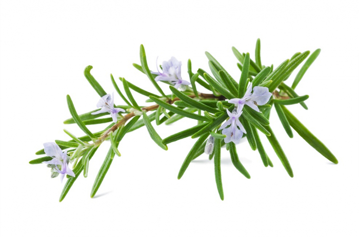 Ulei Esential Rozmarin, Rosemary 15ml [2]