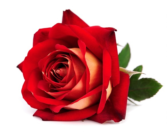 Ulei Esential Trandafir, Rose Oil (Centifolia) 5ml [2]