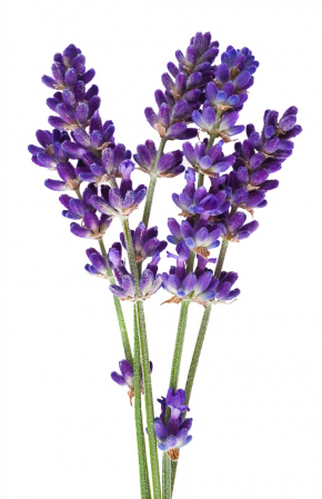 Ulei Esential Lavandă, Lavender 15ml [1]
