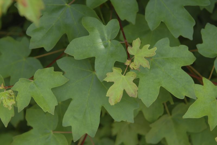 Acer Campestre - Jugastru [3]