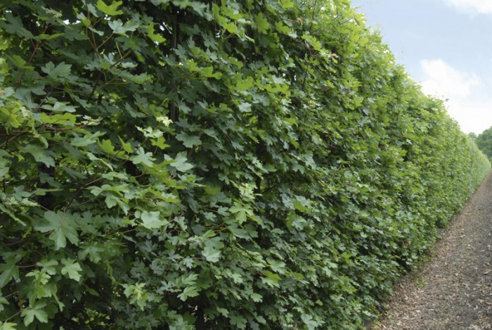 Acer Campestre - Jugastru [2]