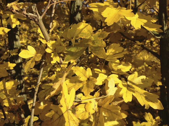 Acer Campestre - Jugastru [5]