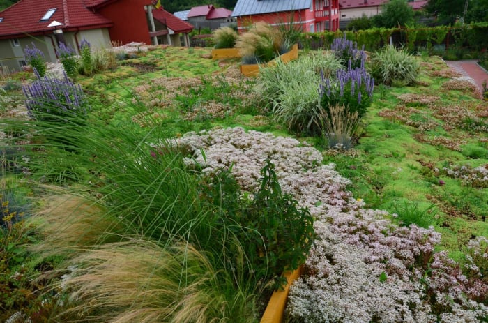 Acoperisuri verzi [6]