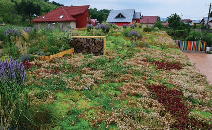 Acoperisuri verzi [2]