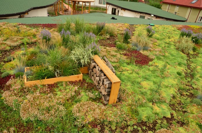 Acoperisuri verzi [3]