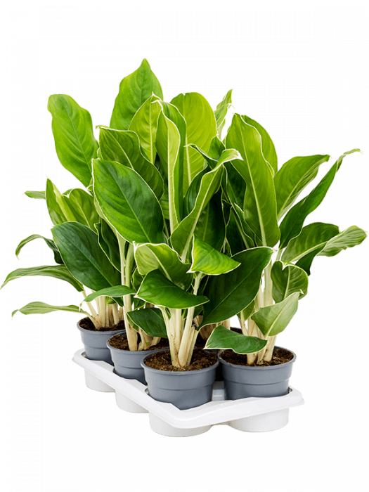 Aglaonema 'Cintho King' 6 buc/set 60 cm [2]